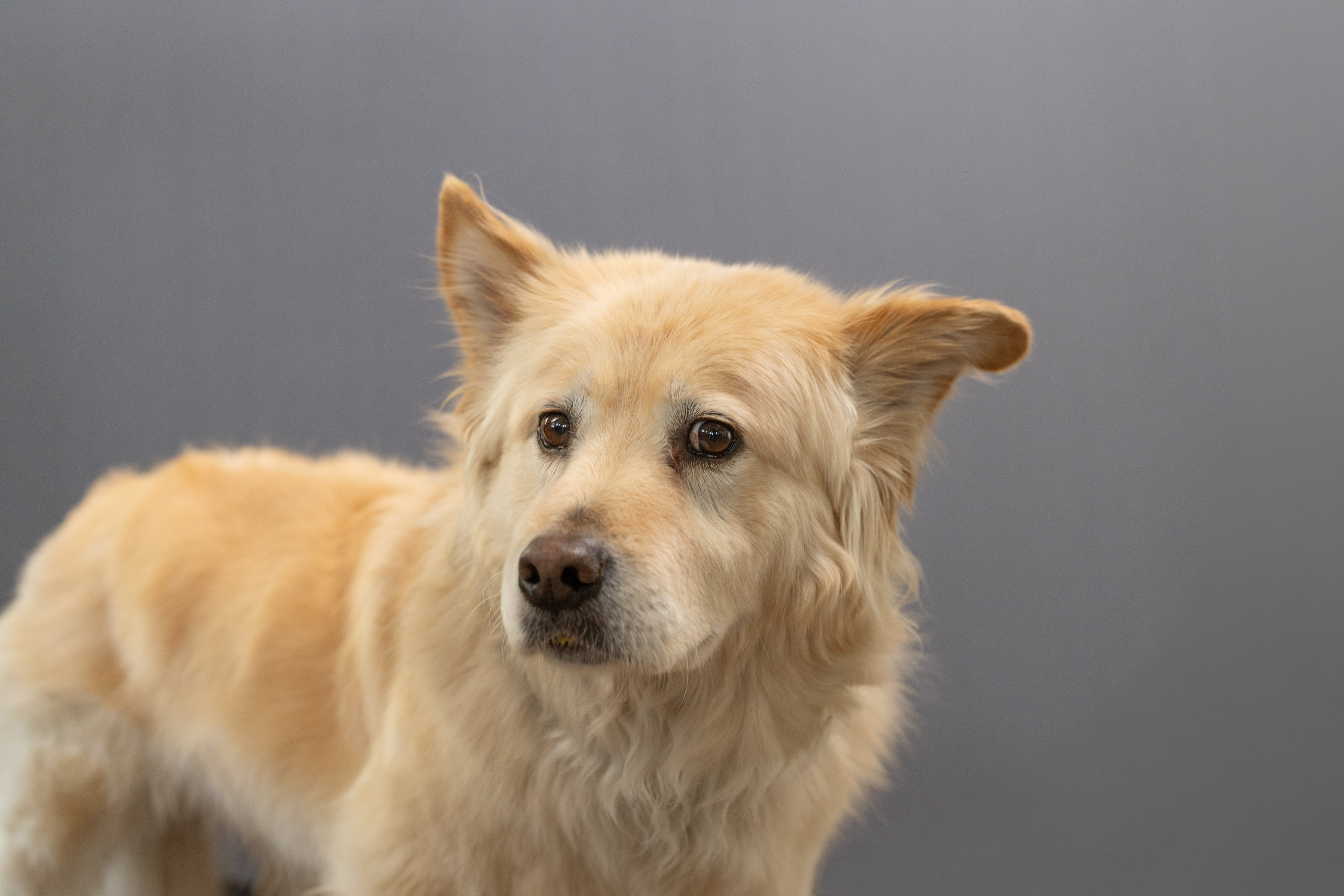 Jascha